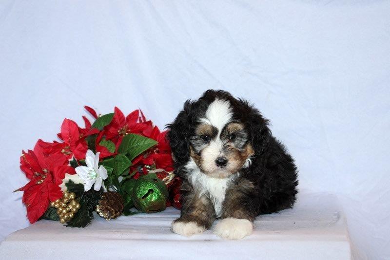 puppy, for, sale, Mini Bernedoodle F2, Matthew B. Stoltzfus, dog, breeder, Gap, PA, dog-breeder, puppy-for-sale, forsale, nearby, find, puppyfind, locator, puppylocator, aca